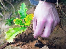 Extinction Rebellion to rescue and plant 30,000 oak trees