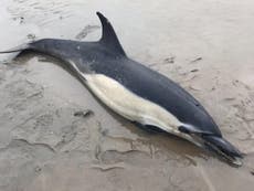 Dolphin dies after washing up on Somerset beach