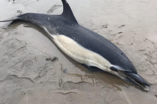 The six-foot-long common dolphin had washed up on the high tide