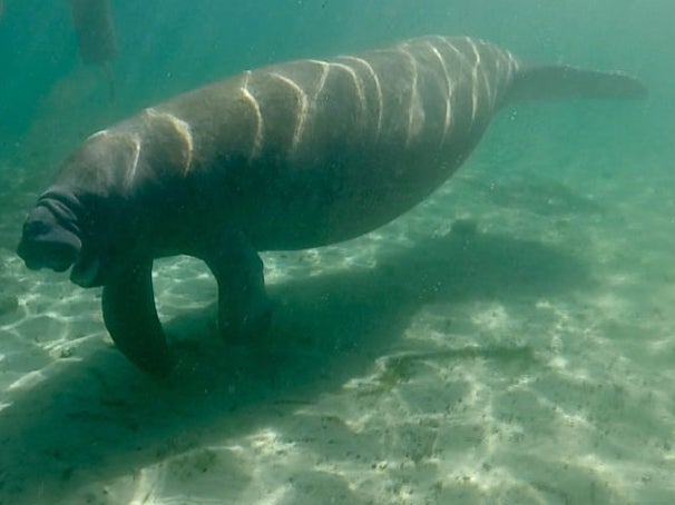 <p>An estimated 619 manatees died between 1 January and 25 December 2020</p>