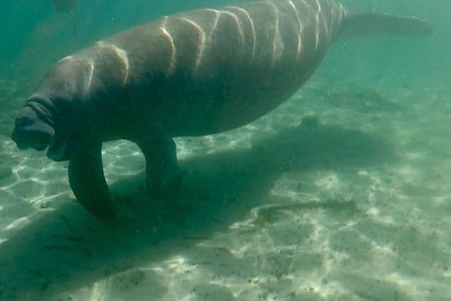 <p>An estimated 619 manatees died between 1 January and 25 December 2020</p>