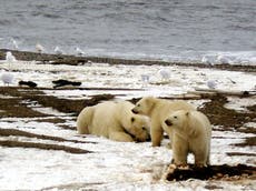 Judge allows Trump to sell drilling rights in Arctic refuge 