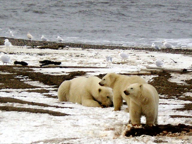  A polar bear and two cubs on the Beaufort Sea coast within the Arctic National Wildlife Refuge