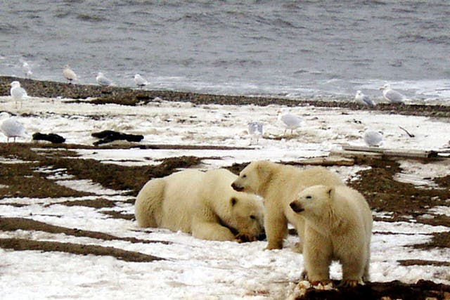  A polar bear and two cubs on the Beaufort Sea coast within the Arctic National Wildlife Refuge