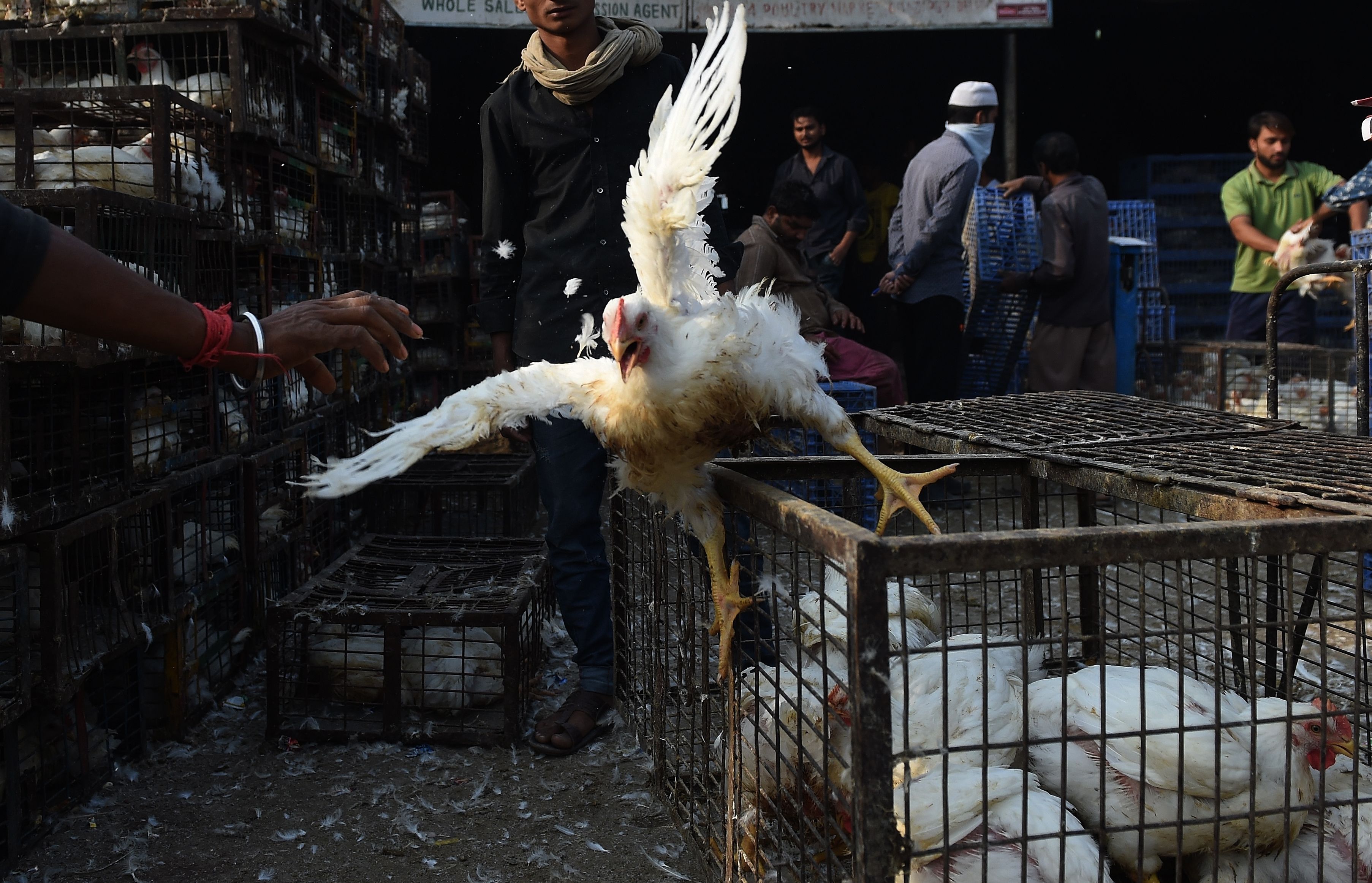 File Image: According to WHO, strains of bird flu do not usually infect humans but have been reported sporadically