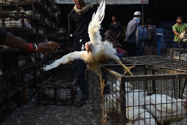 <p>File Image: According to WHO, strains of bird flu do not usually infect humans but have been reported sporadically</p>