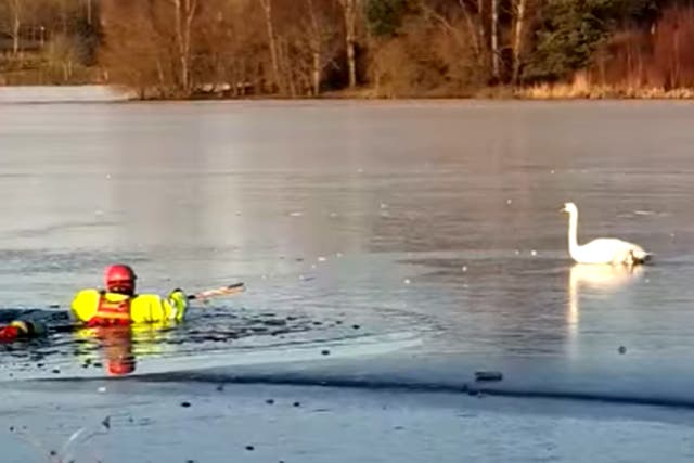Firefighters waded around 60ft through the icy loch to rescue the swan