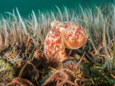 ‘Like bulldozing a national park’: Experts warn bottom-trawling fishing methods are destroying ecosystems