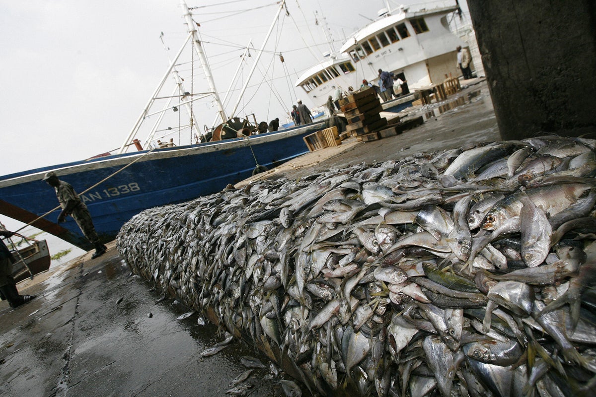 Fishing industry ‘bulldozing’ seabed in 90% of UK’s protected areas