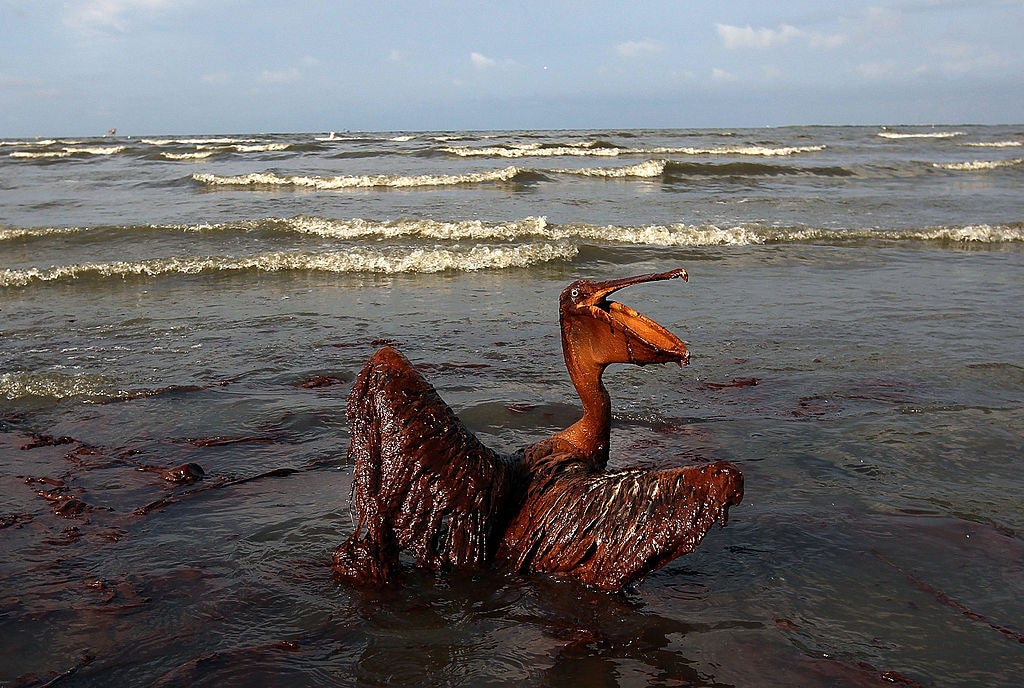A brown pelican coated in heavy oil wallows in the surf June 4, 2010 on East Grand Terre Island, Louisiana. Oil from the Deepwater Horizon incident came ashore in large volumes across Louisiana coastal areas