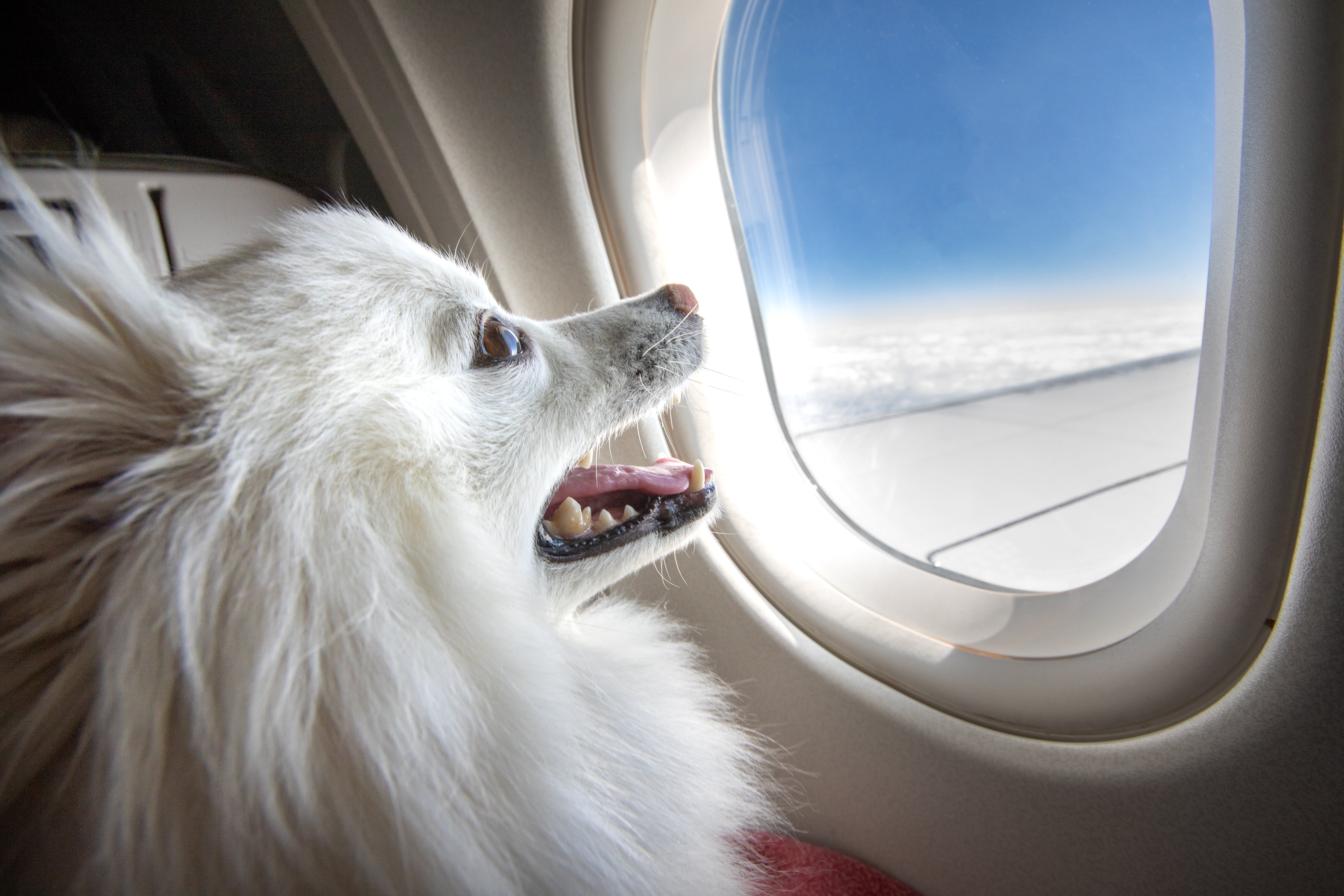 American airlines shop dog flight