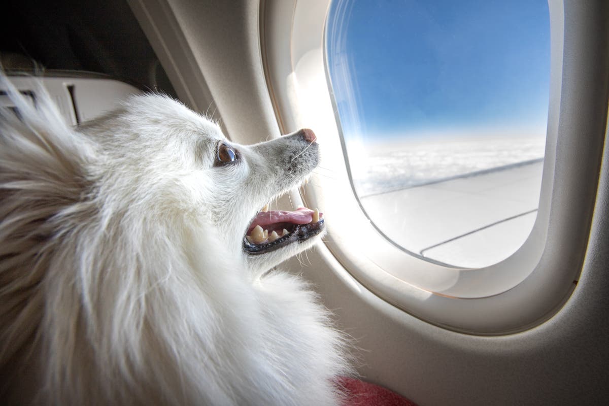 American Airlines will no longer allow emotional support animals on flights  | The Independent