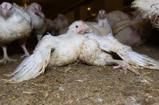 This is how we end the sale of ‘Frankenchicken’ in UK supermarkets