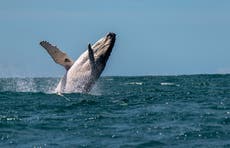 Humpback whales could be breeding less amid climate crisis, study says