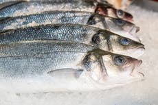 Scottish fish prices ‘collapsing’ by up to 80% due to Brexit red tape