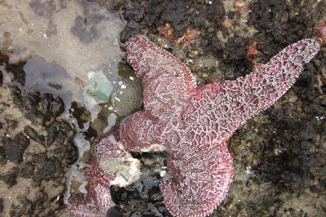 Starfish on the west coast of America dying due to the wasting disease