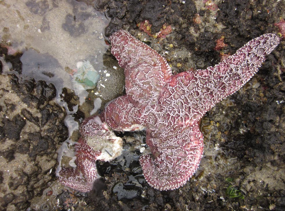 Starfish on the west coast of America dying due to the wasting disease