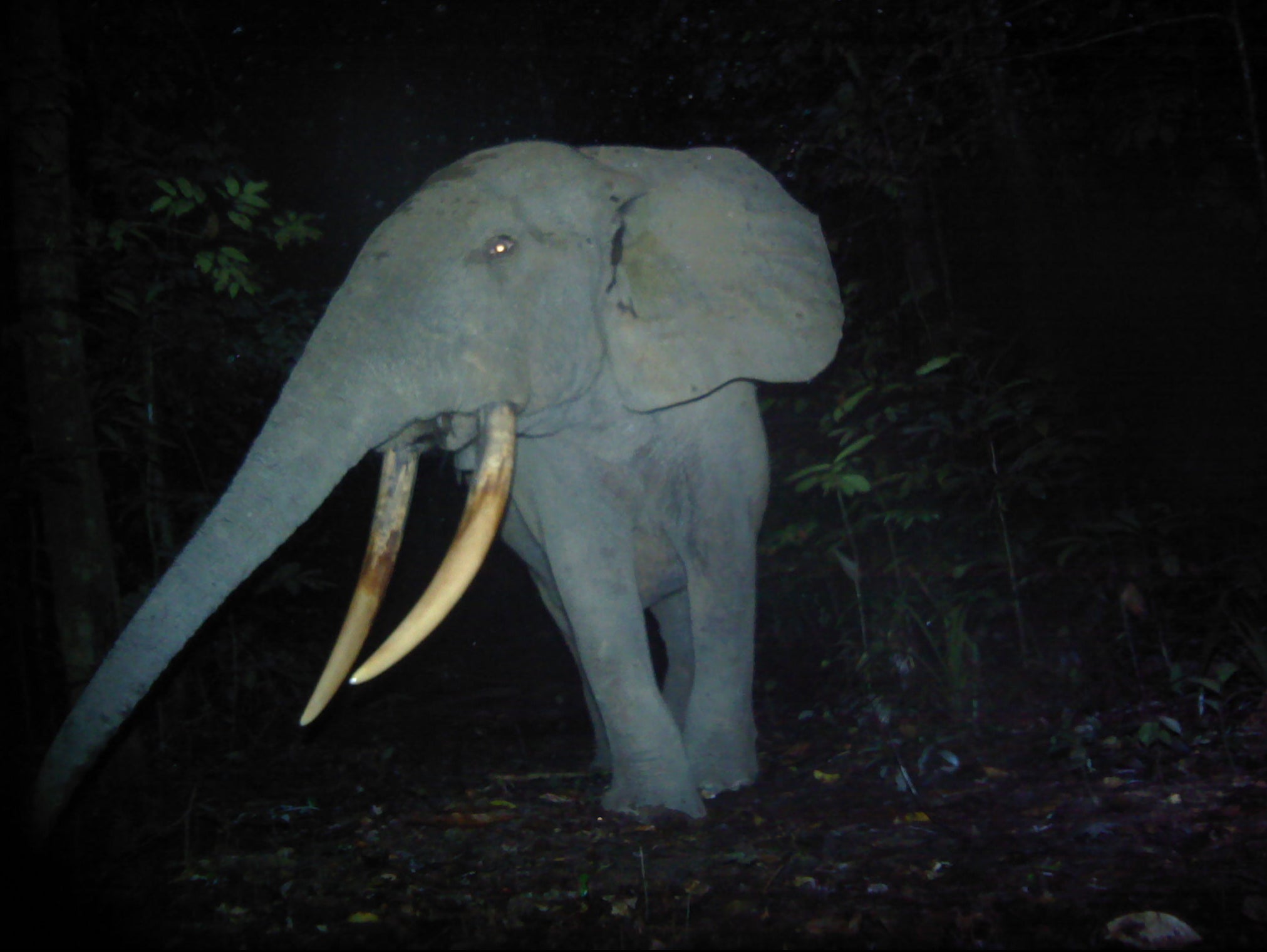 An elephant caught on a camera trap at Lopé National Park in Gabon
