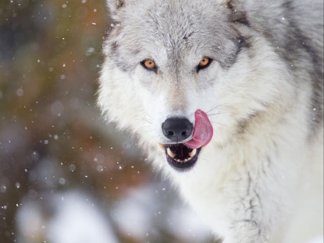 Desire to keep pet wolves may not have meant compromising on food, scientists suggest