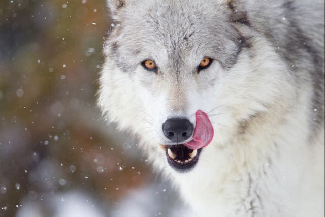 Desire to keep pet wolves may not have meant compromising on food, scientists suggest
