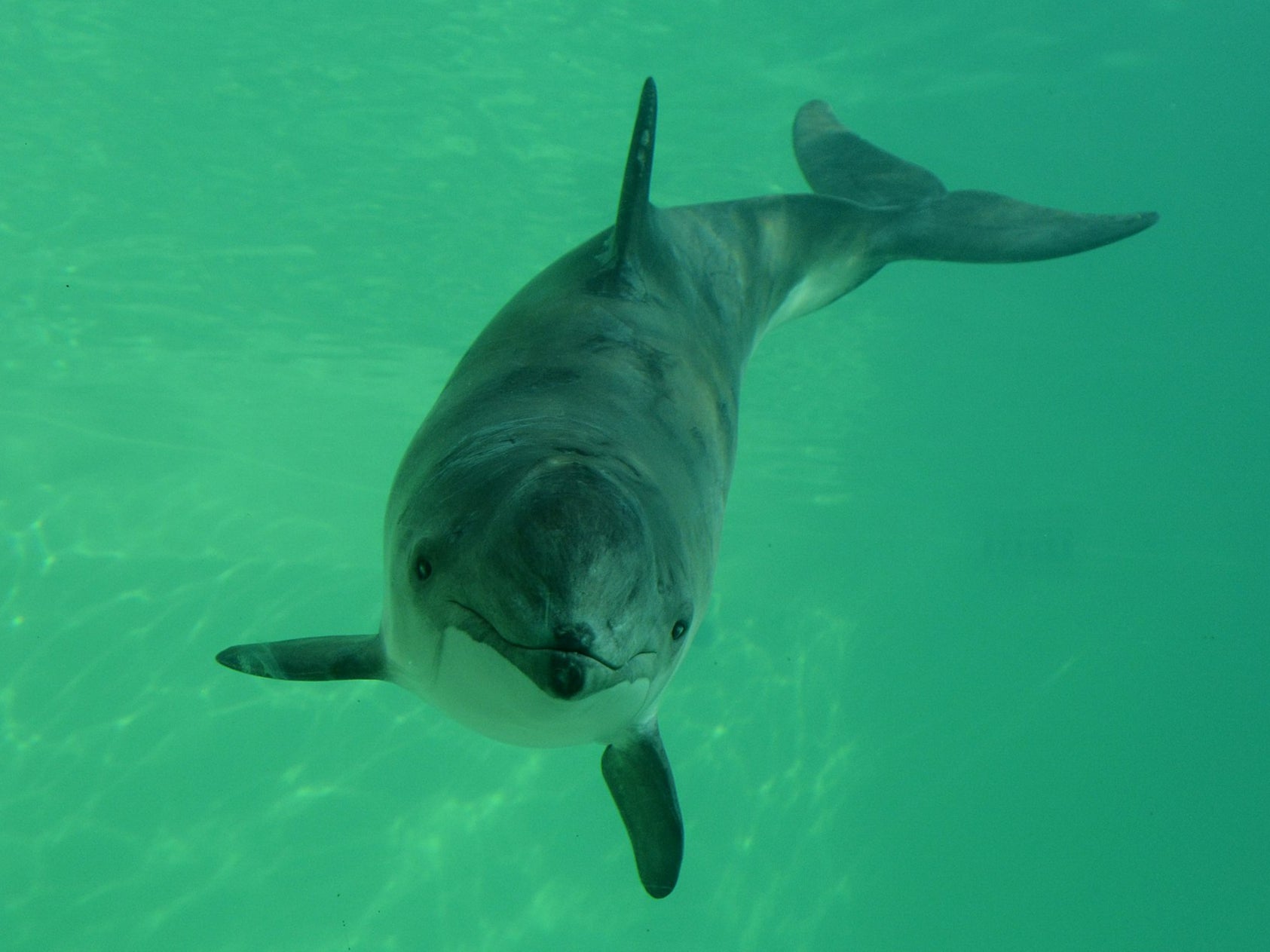 Harbour porpoises are common in the North Sea, but numbers are falling in waters around Germany, worrying scientists
