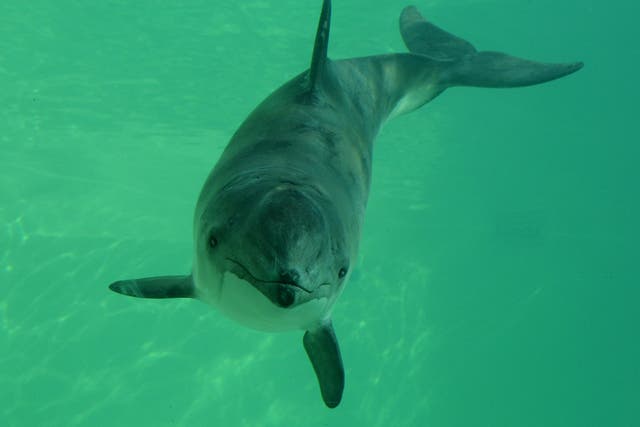 Harbour porpoises are common in the North Sea, but numbers are falling in waters around Germany, worrying scientists
