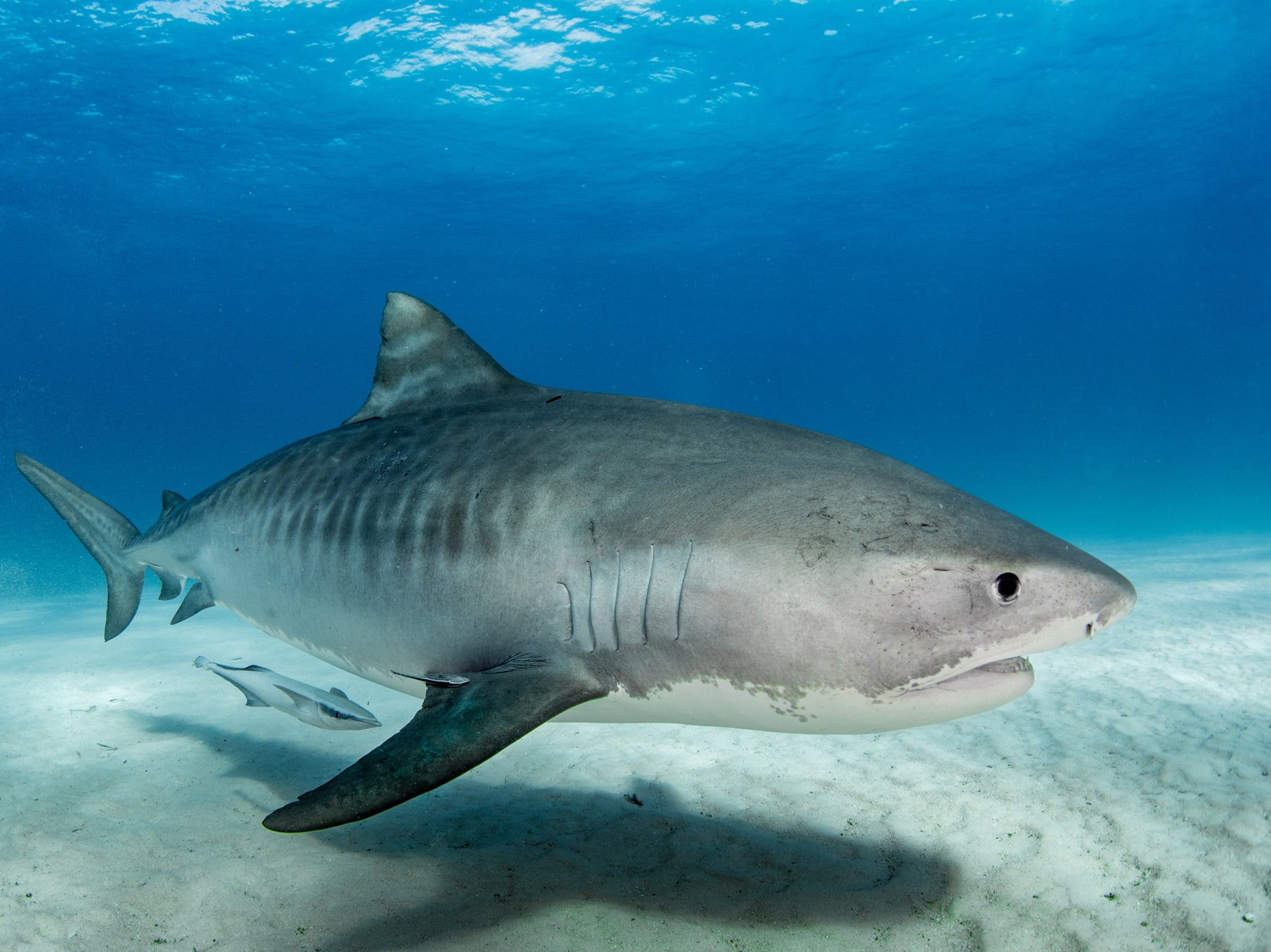 ‘Alarmingly high’ levels of toxic metals have been found in sharks in the Bahamas, research has found