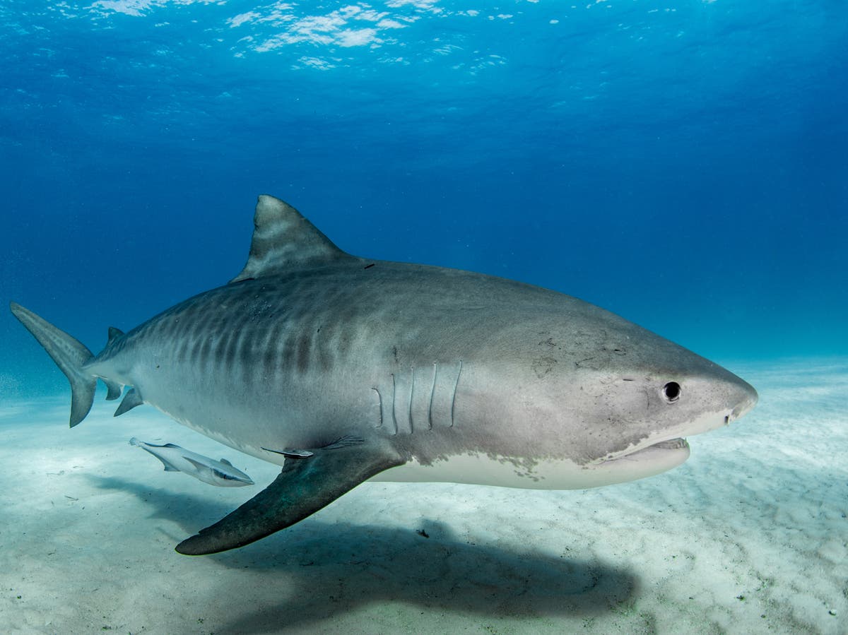 ‘Alarmingly high’ levels of toxic metals found in sharks living in ...