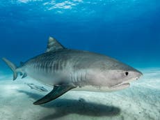 ‘Alarmingly high’ levels of toxic metals found in sharks in Bahamas