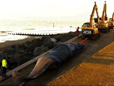 Whale removed from beach after England’s largest mass stranding