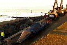 Whale removed from beach after England’s largest mass stranding