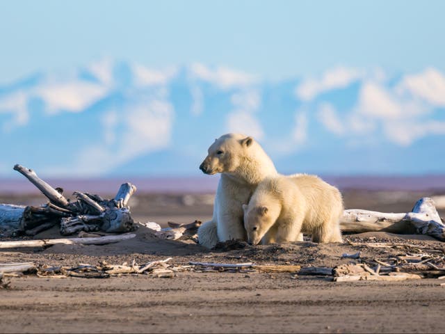 Polar bears in Alaska’s Arctic refuge