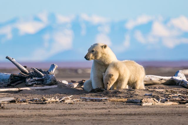Polar bears in Alaska’s Arctic refuge