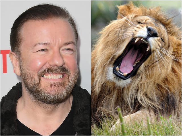 Ricky Gervais (left) and a lion (right)