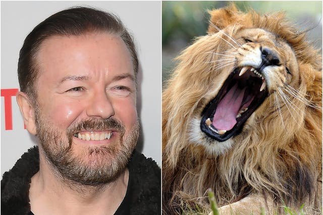 Ricky Gervais (left) and a lion (right)