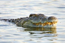 How did crocodiles survive asteroid strike which wiped out the dinosaurs? New study offers insight