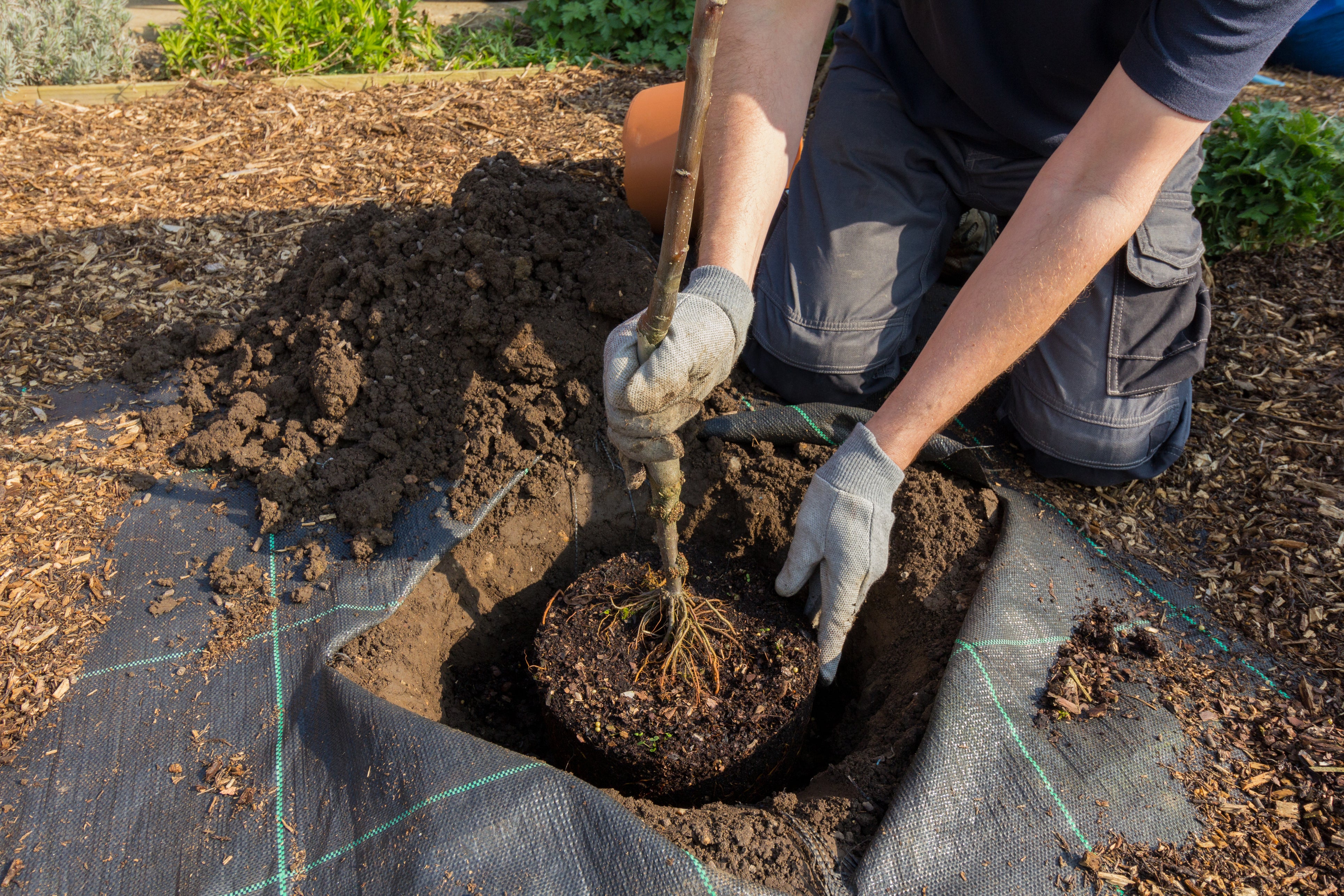 The current UK target is to plant 30,000 hectares of forest a year