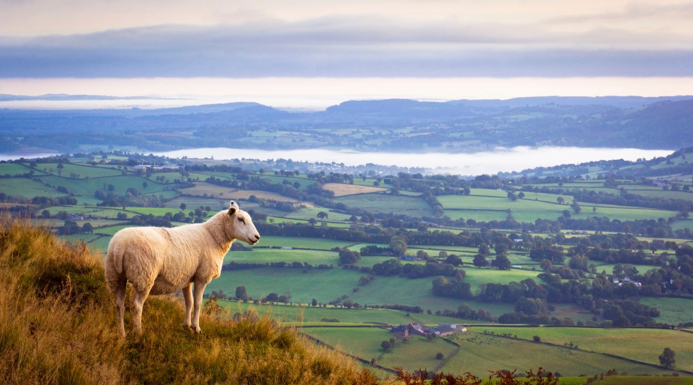 Sheep looking over Monmouthshire, where Kate Humble has a farm