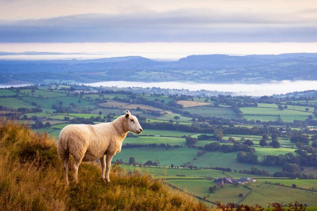 <p>Sheep looking over Monmouthshire, where Kate Humble has a farm</p>