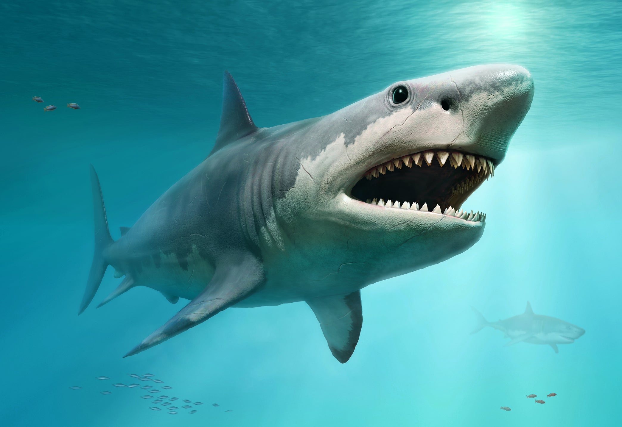 Megalodons dominated the oceans between 15m and 3.6m years ago