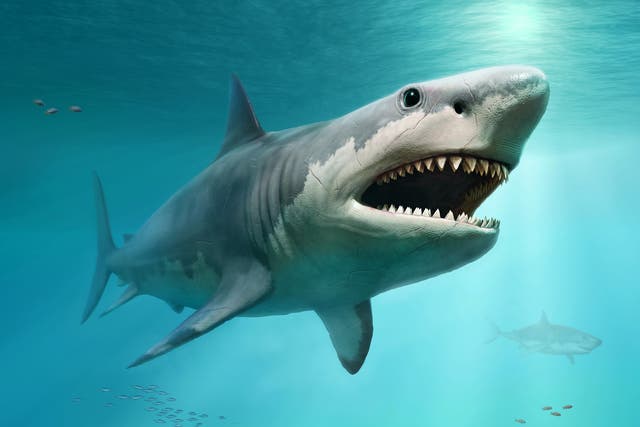 <p>Megalodons dominated the oceans between 15m and 3.6m years ago</p>