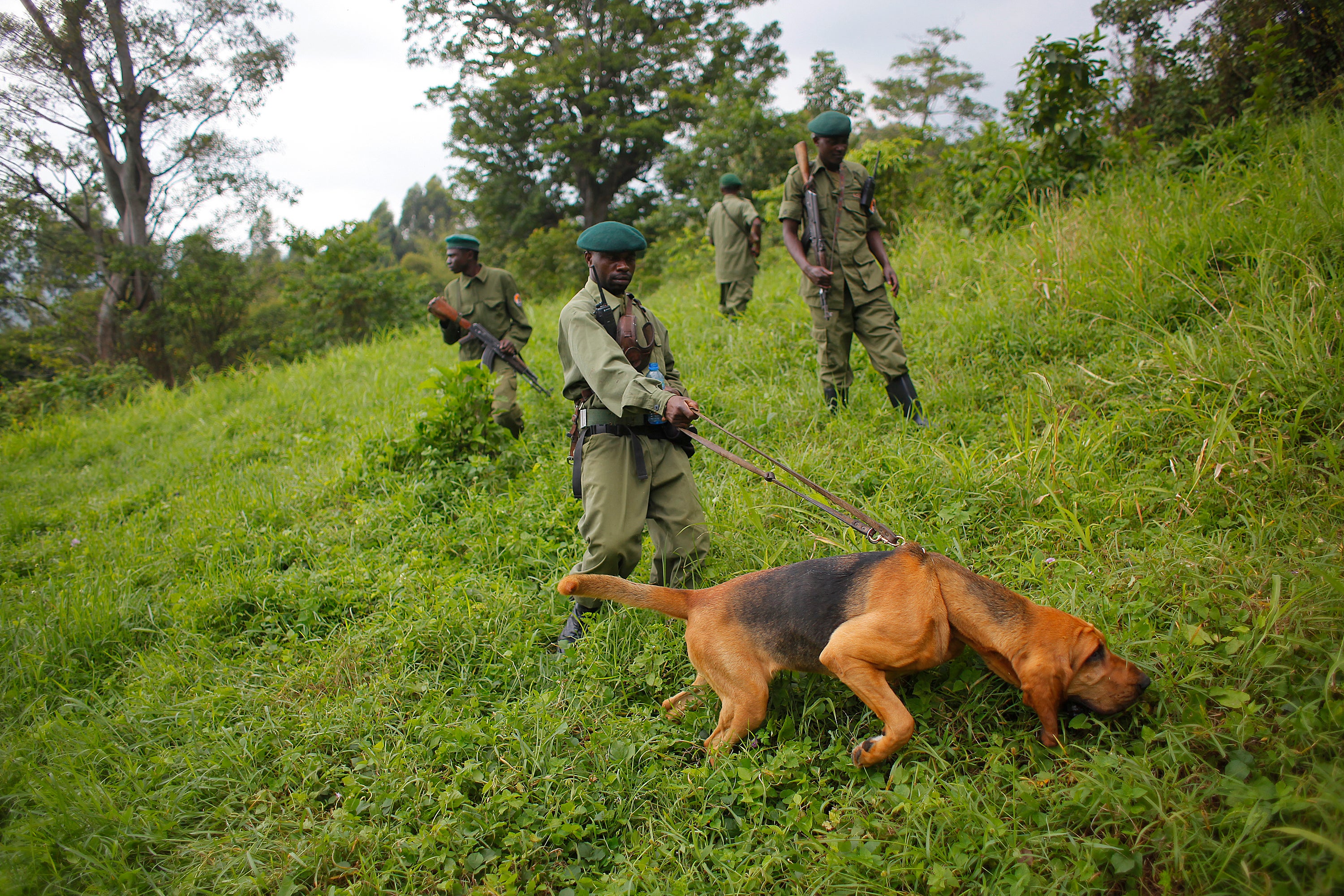CONGO GUARDABOSQUES ASESINADOS