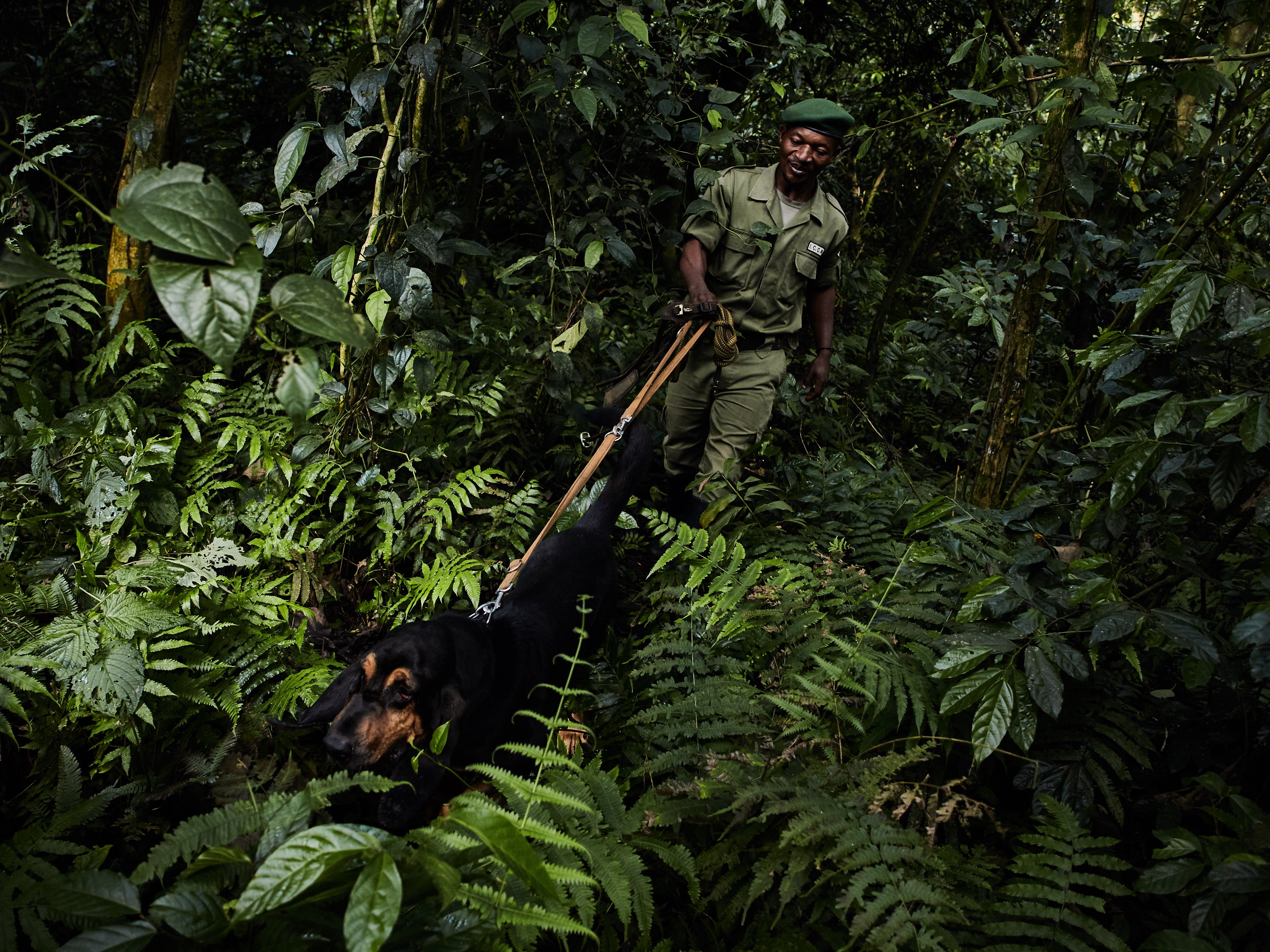 Fidel Bahati, leader of Virunga National Parks sniffer dog unit – who was not among those killed – on a training hunt, at Virunga National Park