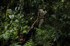 Gunmen kill rangers working in DRC national park home to critically endangered mountain gorillas