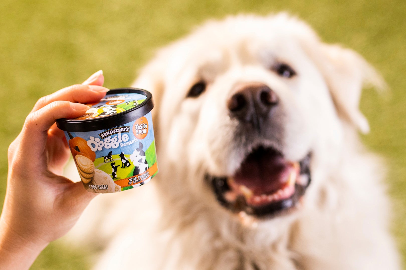 Doggie desserts Ben Jerry s enters the pet food business Ben