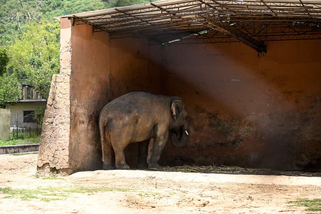 <p>Kaavan, the loneliest elephant in the world was rescued by singer Cher</p>