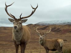 Boom in wild deer numbers poses major threat to woodland as demand for venison collapses due to pandemic