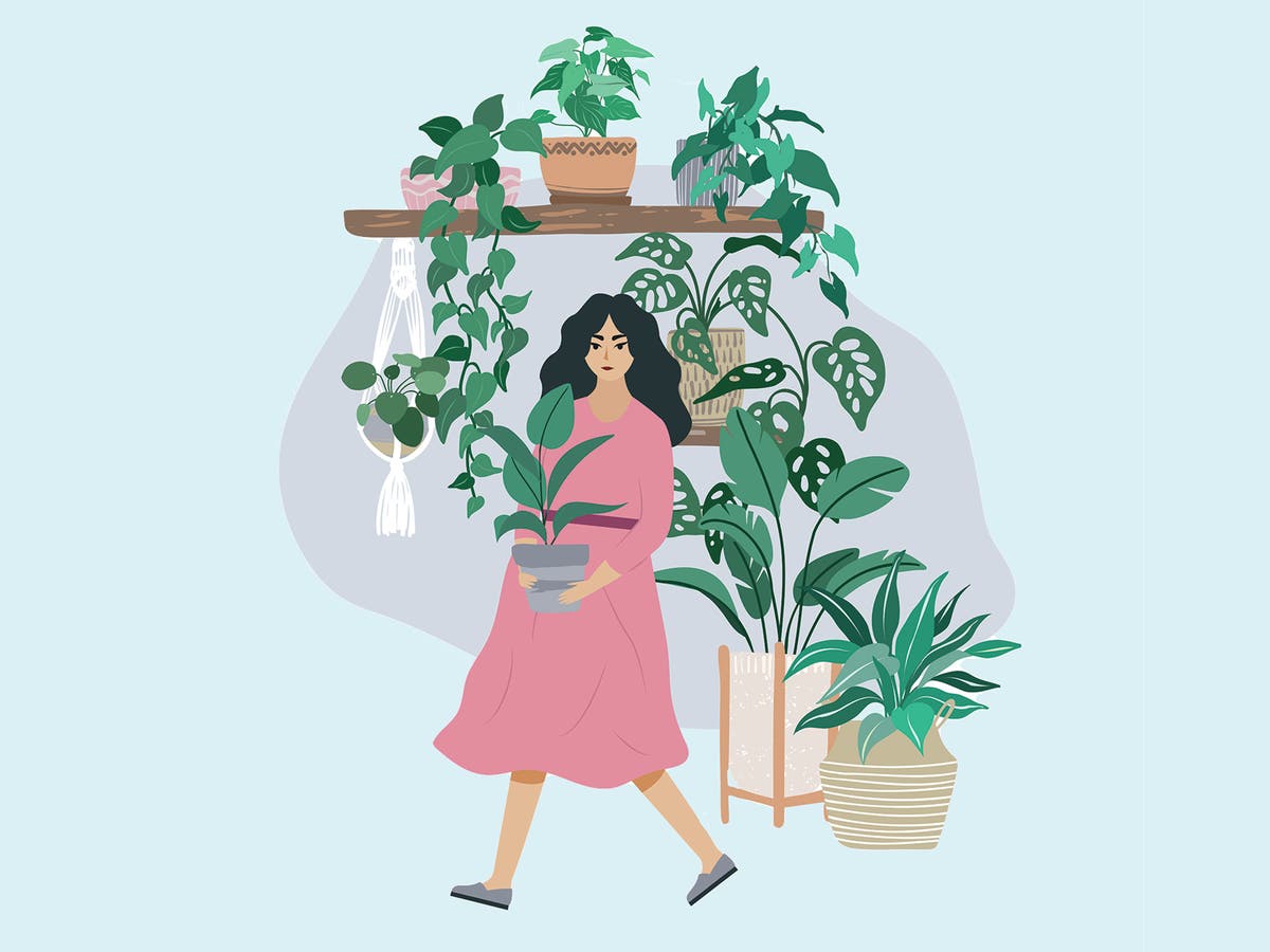 Best indoor plants: An expert guide for Houseplant Week 2021