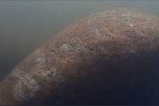 Wildlife investigation launched after manatee found with ‘Trump’ scraped on its back