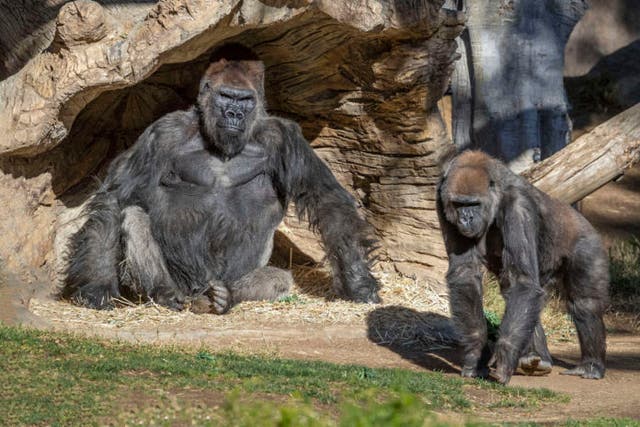 Western lowland gorillas at the San Diego Zoo. Members of the zoo’s troop have tested positive for the coronavirus. 